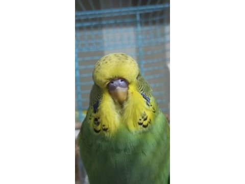 Show jumbo muhabbet kuşu yavrular