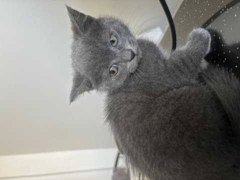 1,5 aylık yavru british shorthair kedimiz