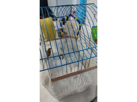 Yeni genç eş kuşlar