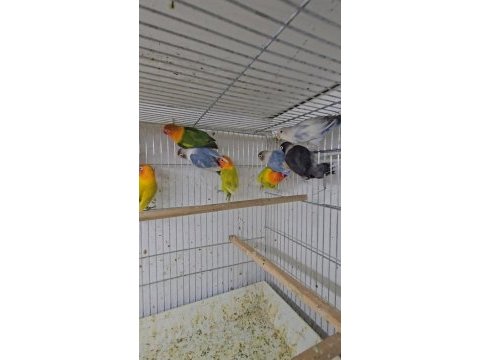 2 aylık yavru bebek cennet papaganlari