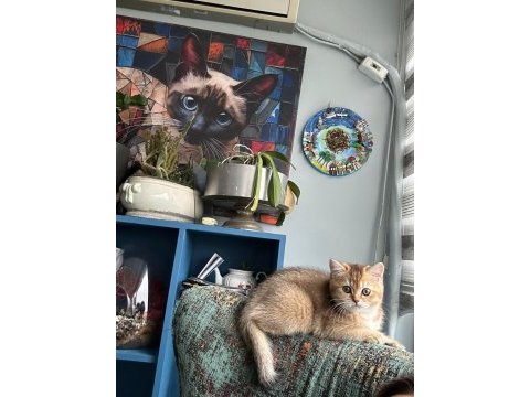 Ny11 safkan british shorthair