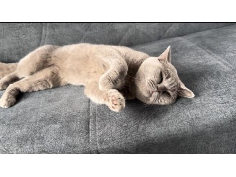 Erkek akıllı eğitimli british shorthair