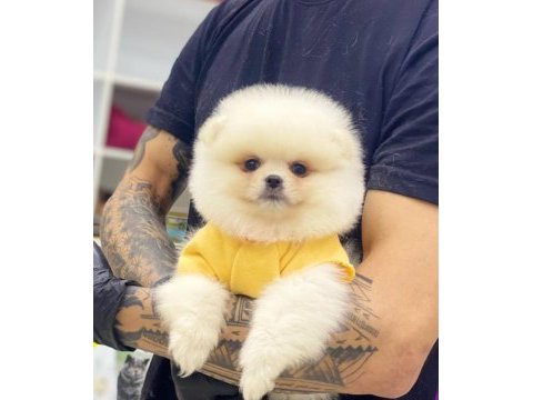 Evlerinize getirecek pomeranian boo yavrularımız hazır