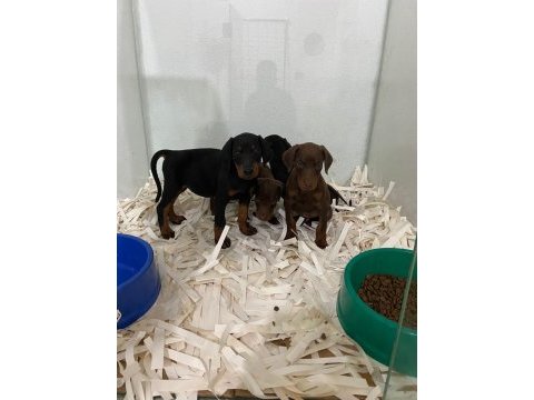Irk garantili doberman yavrular