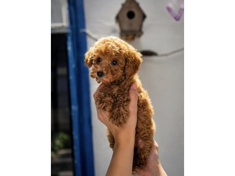 5 haziran doğumlu iki erkek yavru poodle