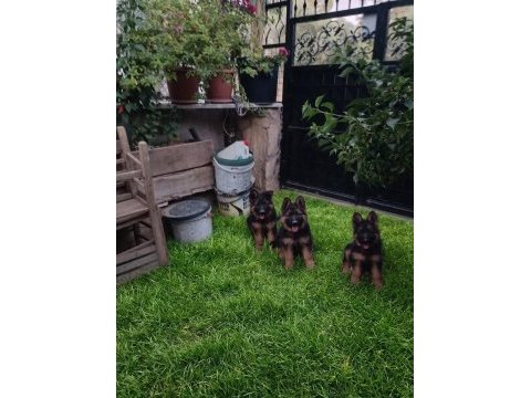 Mükemmel k9 alman kurdu yavrular