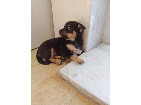 Minyatür pinscher dişi