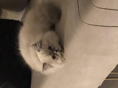 2,5 aylık yavru chinchilla kediler