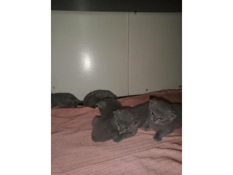 3 yakışıklı british shorthair