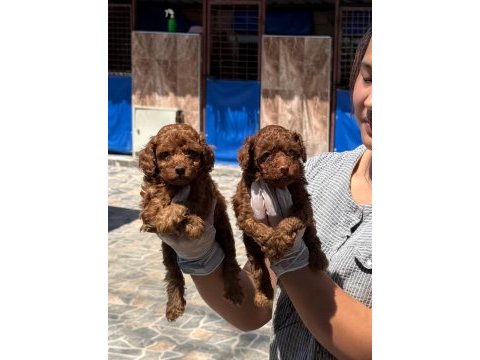 Toy poodle yavrularımız