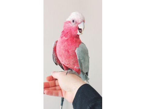 Evcil gül kakadu papağanı