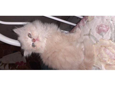Safkan iran kedi yavrusu