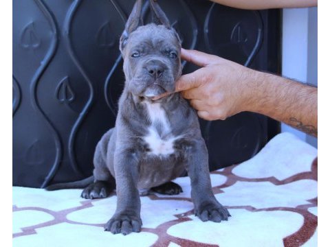 Fcı-kıf secereli safkan cane corso yavrularımız