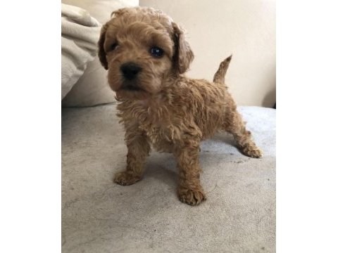 Ev ortamından 0 numara baby face maltipoo lar