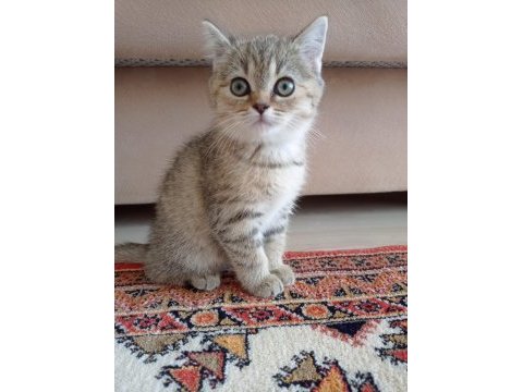 Yeni yavrumuz evine gitmeye hazır british shorthair