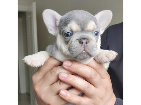 Egzotik french bulldog yavrular