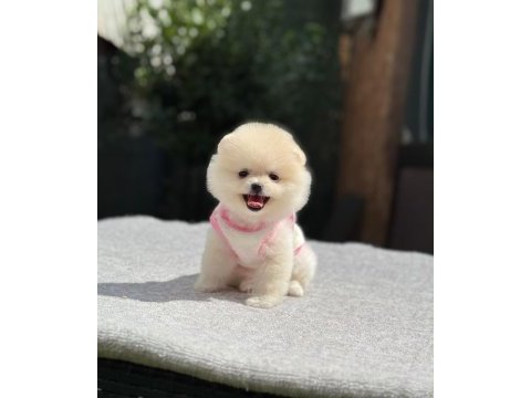 Sağlık ve ırk garantili pomeranian köpeğimiz