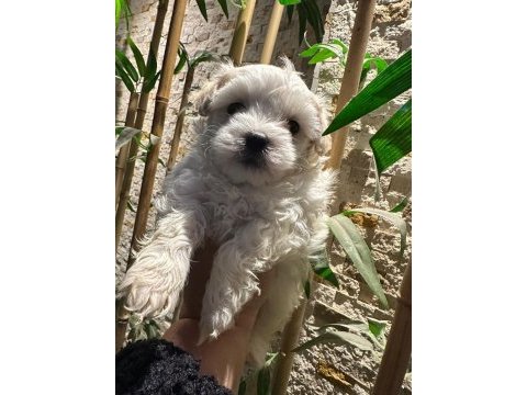 Maltese terrier 60 günlük