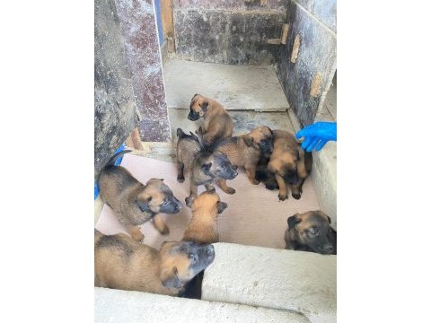 Malinois köpekleri sahiplendirme