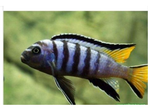 Elongatus mpanga