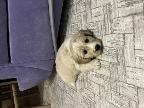 Sevimli dost canlısı golden retriever