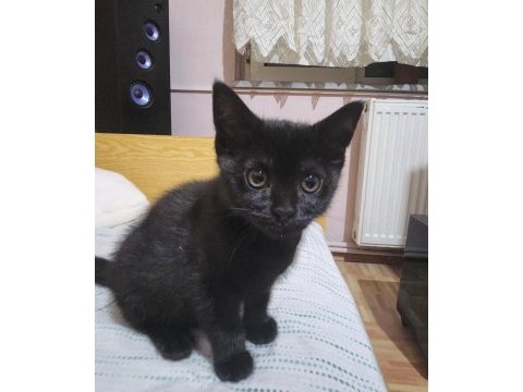 Siyah inci british shorthair