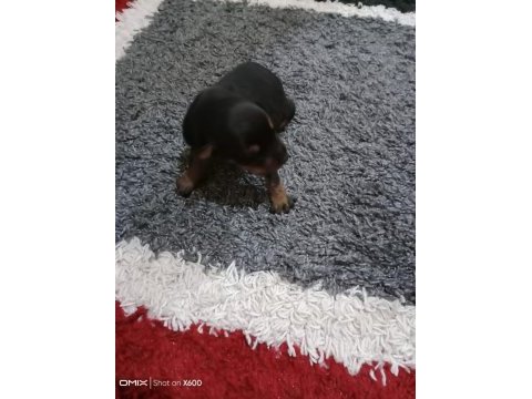 Doberman yavrularımız sahiplendirilecektir