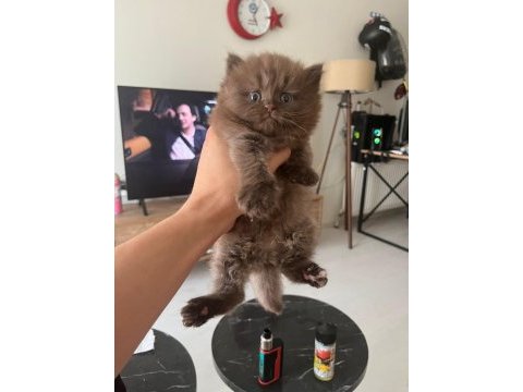 Cinnamon british longhair
