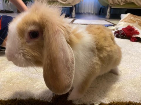 Hollanda lop tavşanı