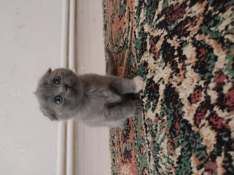 Yavru scottish fold sahiplendirme