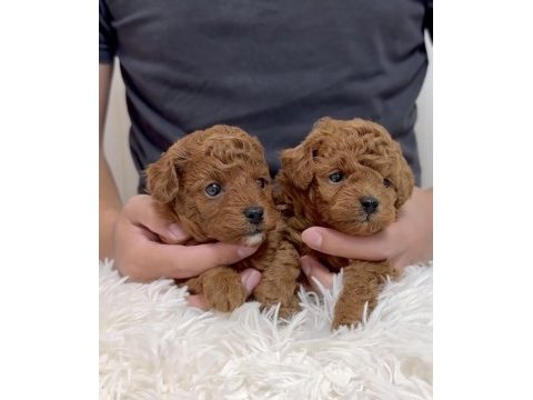 Irk güzeli toy poodle bebekler 