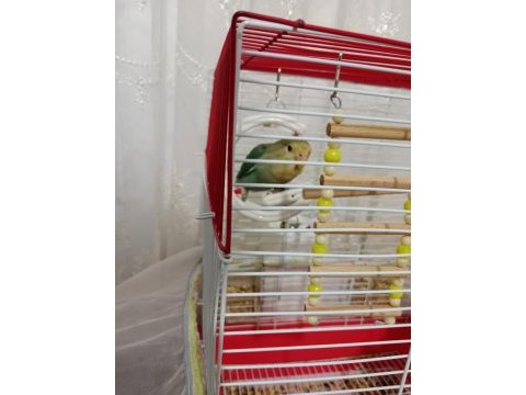Sevda papağanı mı satıyorum