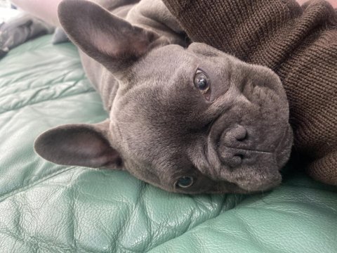 Sahiplendirme french bulldog