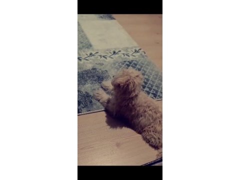 3 aylık maltipoo terrier dişi