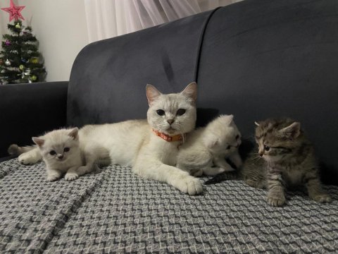 Mükemmel annelik yapan genç dişi kedimiz
