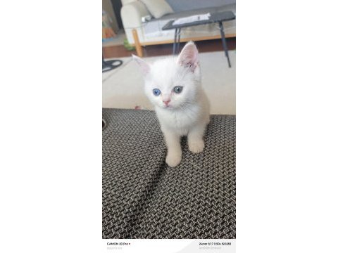 Dişi british shorthair