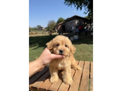 Sütlü kahveli küt burun maltipoo kızımız