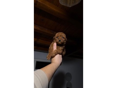 Toypoodle yavrular 