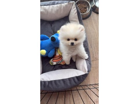 Pomeranian tea cup sağlıklı