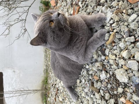 Çiftleştirmek için dişi kedimiz