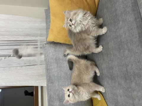 Golden dişi bebek kediler