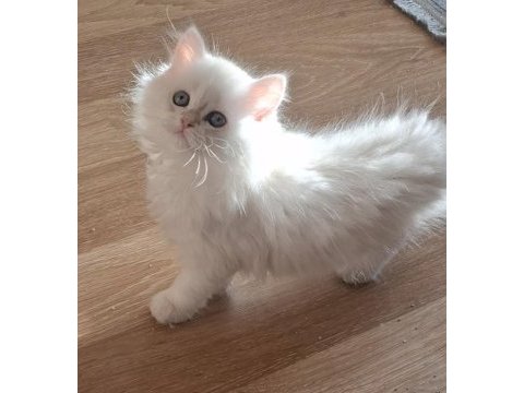 Longhair ve shorthair dişi-erkek yavru kedilerimiz