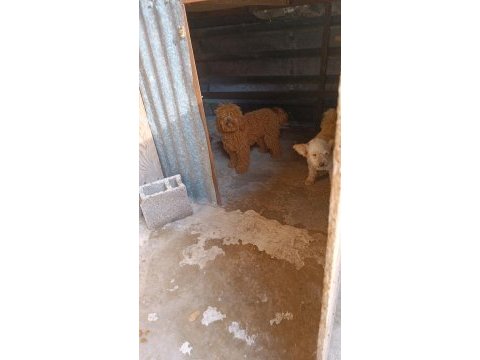 Sağlık garantisiyle a kalite poodle
