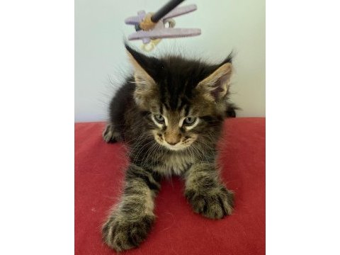 Üst kaliteli dişi orman rengi maine coon