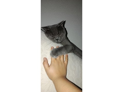 3 yaşında kısır british shorthair tokyo
