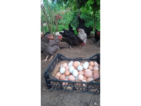 Karışık köy tavukları