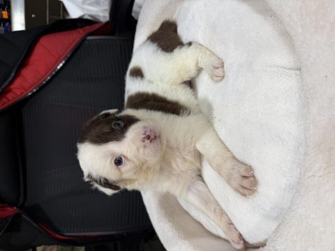 A kalite border collie