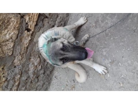 8 aylık kangal köpeği