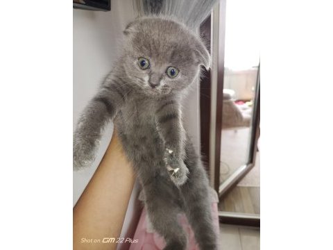 Dişi 2 adet scottish fold