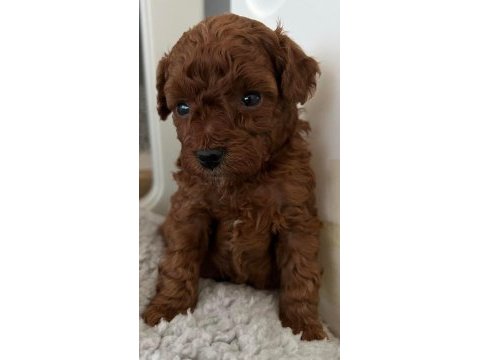 Toy poodle cinsi aşılı mikro çipli yavrular